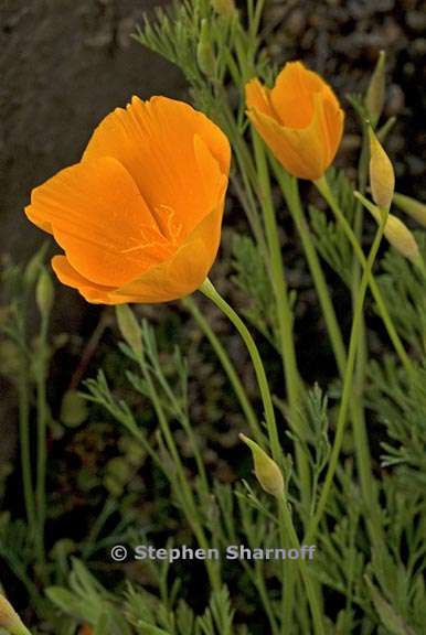 eschscholzia caespitosa 7 graphic